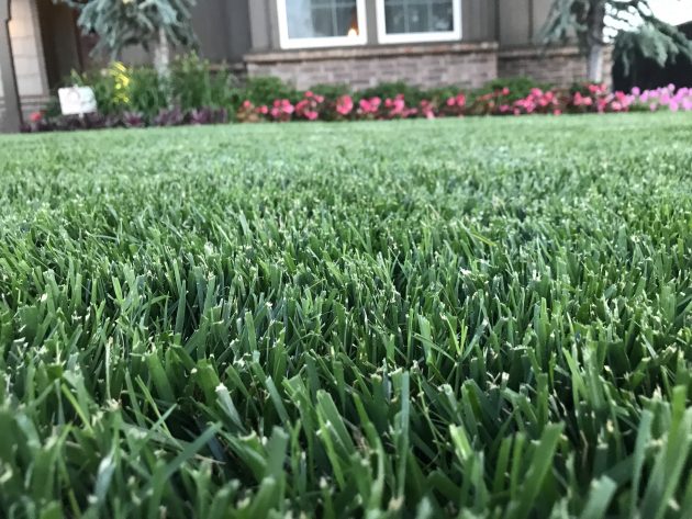 Close up image of grass with house in background