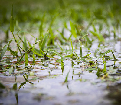 Close up image of grass in muddy environment