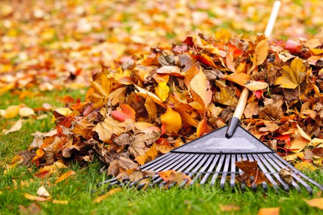 Image of rake among fall leaves on the ground