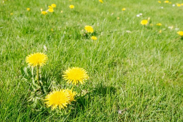 Image of dandelions in grass yard