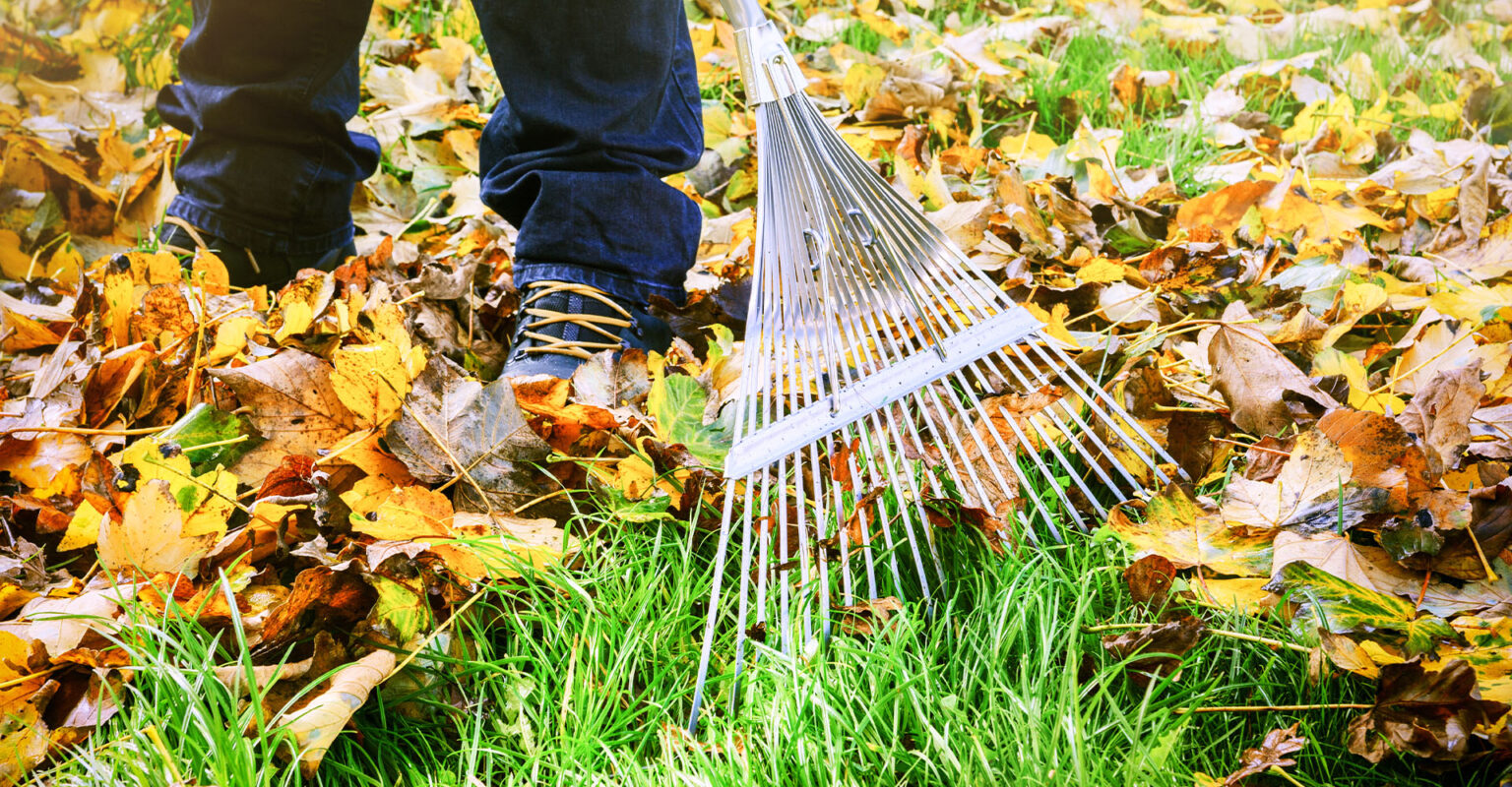 Why Rake Your Leaves