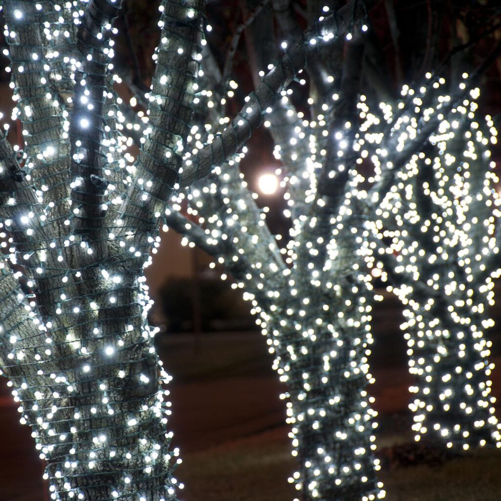 Trees with white Christmas lights wrapped around them
