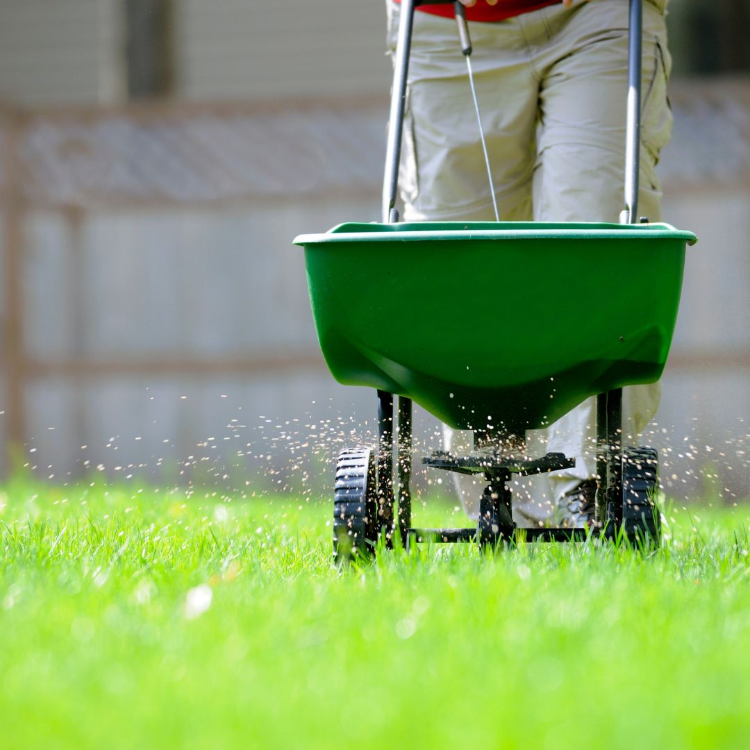 fertilizing lawn